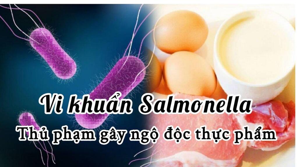 Khuẩn Salmonella gây ngộ độc thực phẩm nguy hiểm thế nào